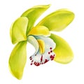 Orchid, Yellow Tropical flowers set on isolated white background, watercolor botanical illustration Royalty Free Stock Photo