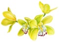 Orchid, Yellow Tropical flowers set on isolated white background, watercolor botanical illustration Royalty Free Stock Photo