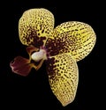 Orchid yellow-white-vinous flower. isolated on black background with clipping path. Closeup. Motley spotty flower. Royalty Free Stock Photo