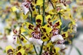 Orchid zigopetalum Royalty Free Stock Photo