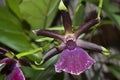 Orchid Zygopetalum