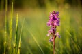 Orchidaceae. Dactylorhiza x braunii The wild nature of the Czech Republic.