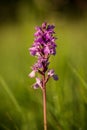 Orchidaceae. Dactylorhiza x braunii The wild nature of the Czech Republic.