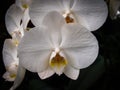 White Orchid Blooms Orchidaceae