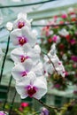 Orchidaceae , Orchid flower in the garden , nature background or wallpaper