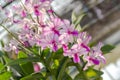Orchidaceae , Orchid flower in the garden , nature background or wallpaper