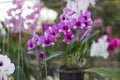 Orchidaceae , Orchid flower in the garden , nature background or wallpaper