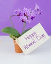 Orchidaceae Phalaenopsis, or moth orchid in terrac cotta pot. Women`s Day message Royalty Free Stock Photo