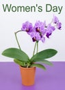 Orchidaceae Phalaenopsis, or moth orchid in terrac cotta pot. Women`s Day message added Royalty Free Stock Photo