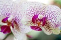 Orchidaceae White and Pink