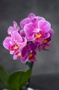 Orchidea Royalty Free Stock Photo