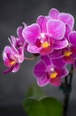 Orchidea Royalty Free Stock Photo