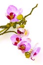 Orchidea Flower Royalty Free Stock Photo