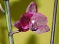 Orchidea flower