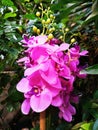 orchidea flower from bitanical garden Royalty Free Stock Photo