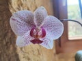 Orchidea flower perfect