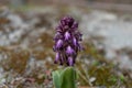 wild purple orchid called barlia Royalty Free Stock Photo