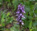 wild violet orchid called barlia Royalty Free Stock Photo
