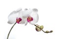 Orchidee Royalty Free Stock Photo