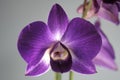 Orchidee Royalty Free Stock Photo