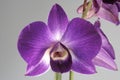 Orchidee+ Royalty Free Stock Photo