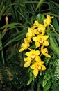 ORCHIDEE cymbidium