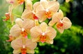 ORCHIDEE phalaenopsis Royalty Free Stock Photo