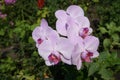 Orchidee phalaenopsis 'Mosella' pale violet five flowers Royalty Free Stock Photo