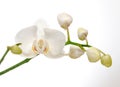 Orchidline Royalty Free Stock Photo