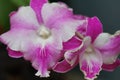 Phalaenopsis schilleriana at Santa Barbara Orchid Estate Royalty Free Stock Photo