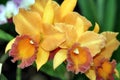 Orchids- 1 Royalty Free Stock Photo