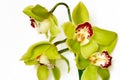 Orchids Royalty Free Stock Photo