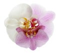 Orchids Royalty Free Stock Photo