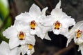 Orchids-3 Royalty Free Stock Photo