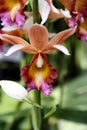 Orchids Royalty Free Stock Photo