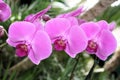 Orchids Royalty Free Stock Photo