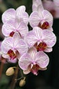 Orchids-6 Royalty Free Stock Photo