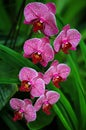 Orchids