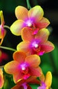 Orchids