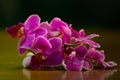 Orchids from another point of view Royalty Free Stock Photo