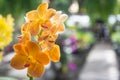 Orchids Ascocenda Orange