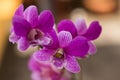 Orchids In The Backyard Garden Are Beautiful Colors