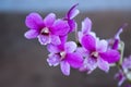 Orchids In The Backyard Garden Are Beautiful Colors