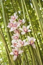 Orchids and Bamboo Stalks Royalty Free Stock Photo