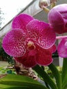 orchids are beautiful and enchant at heart Royalty Free Stock Photo