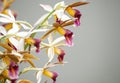 Orchids Royalty Free Stock Photo