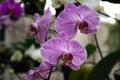 Orchids at the Bicentenary Park, Mexico City, Mexico