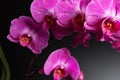 Orchids on black background close-up, purple orchid on black background close up, purple orchid flowers close-up