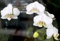 Orchids in bloom