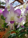 Orchids bloom at the garden in the morning Royalty Free Stock Photo